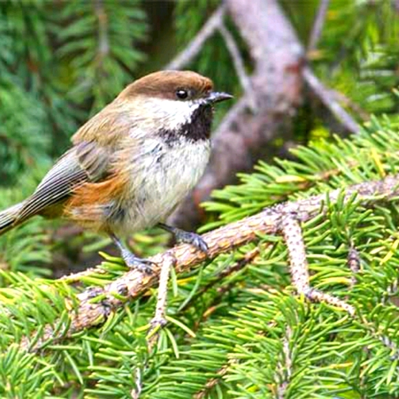 🌲Hi! I'm Ozark Roots!🌲 - Picture 1 of 6